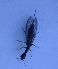 Raphidiinae