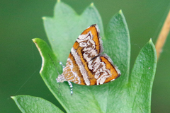 Choreutis periploca