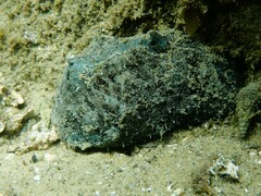 Dolabella auricularia