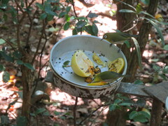 Zosterops xanthochroa