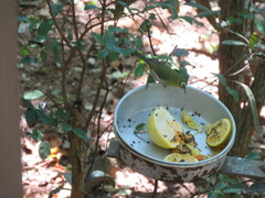 Zosterops xanthochroa