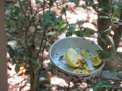 Zosterops xanthochroa