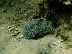 Dolabella auricularia