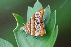 Choreutis periploca