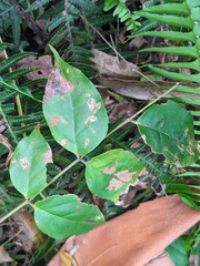 Archidendron grandiflorum