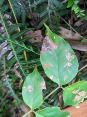 Archidendron grandiflorum