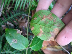 Archidendron grandiflorum