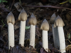 Termitomyces fuliginosus