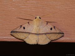 Ugia sundana