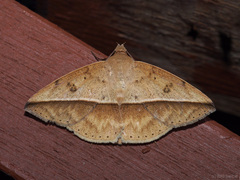 Ugia disjungens