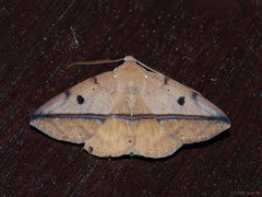 Ugia sundana