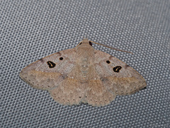 Ugia signifera