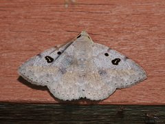 Ugia signifera