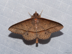Hypospila creberrima