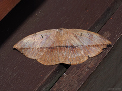 Hypopyra pudens