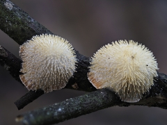 Echinoporia hydnophora