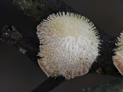 Echinoporia hydnophora