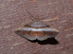 Hadennia hypenalis