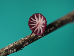 Marasmius haematocephalus