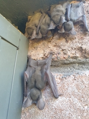 Nyctophilus geoffroyi