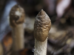 Termitomyces fuliginosus