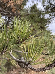 Pinus