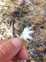 Actinotus leucocephalus