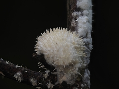 Echinoporia hydnophora