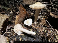 Hygrophorus piceae