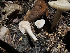 Hygrophorus piceae