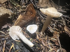 Hygrophorus piceae