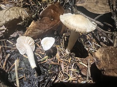 Hygrophorus piceae