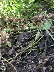 Limnodynastes dumerilii insularis