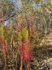 Stylidium laricifolium