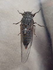 Atrapsalta furcilla