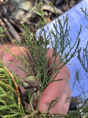 Callitris endlicheri