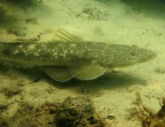 Platycephalus fuscus