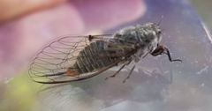 Atrapsalta furcilla