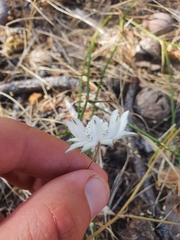 Actinotus leucocephalus