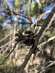 Callitris endlicheri