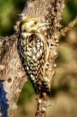 Leiopicus mahrattensis