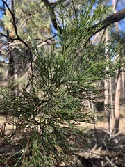 Callitris endlicheri