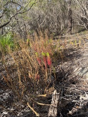 Stylidium laricifolium