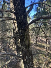 Callitris endlicheri