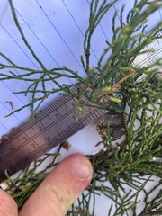 Callitris endlicheri