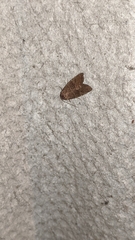 Phuphena transversa