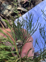 Callitris endlicheri