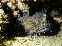 Batrachomoeus dubius
