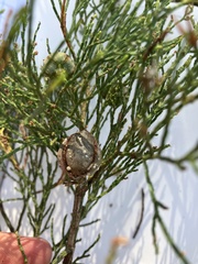 Callitris endlicheri