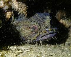 Batrachomoeus dubius